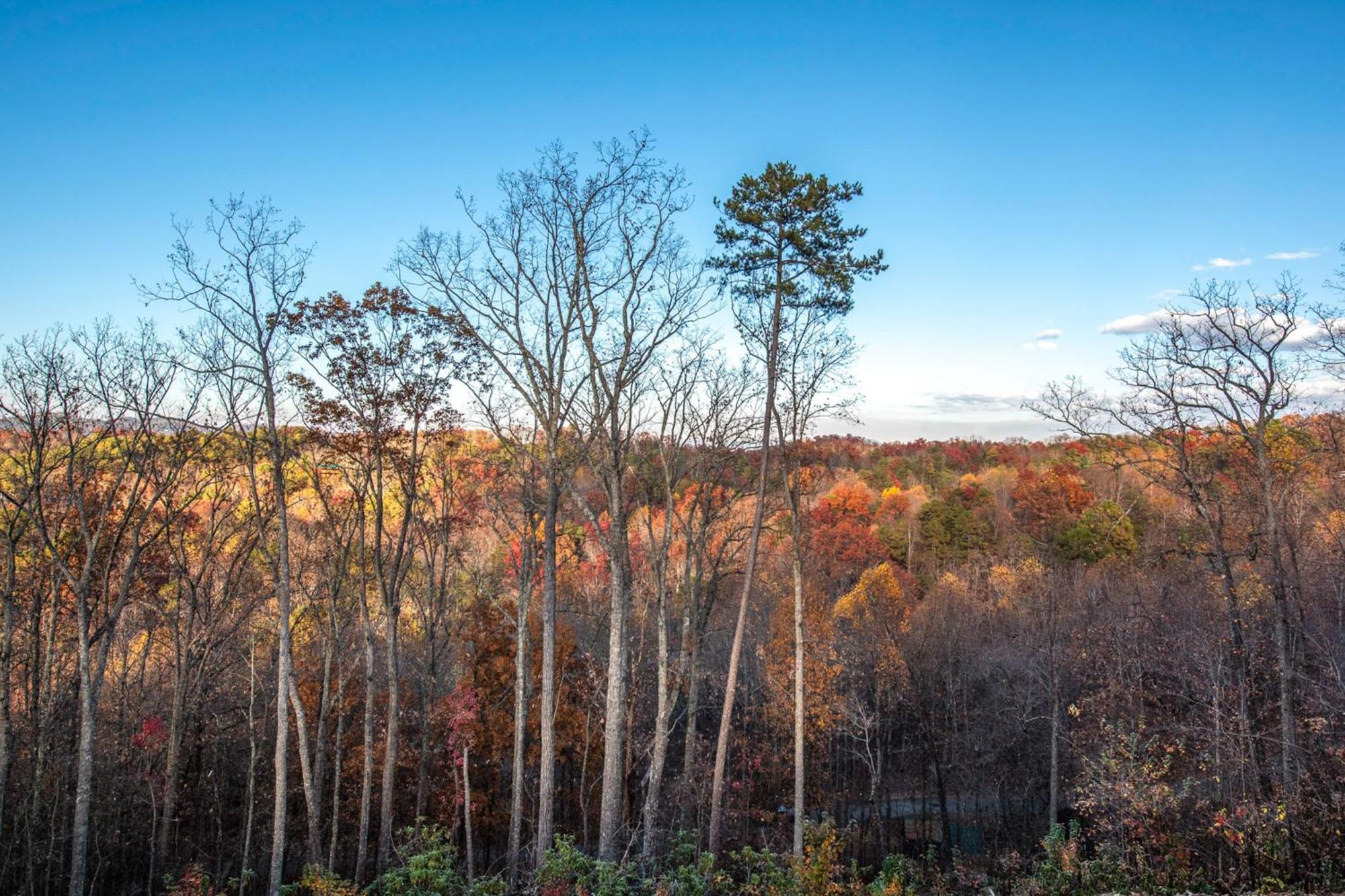 Вилла The Treetop Sanctuary Севьервилл Экстерьер фото